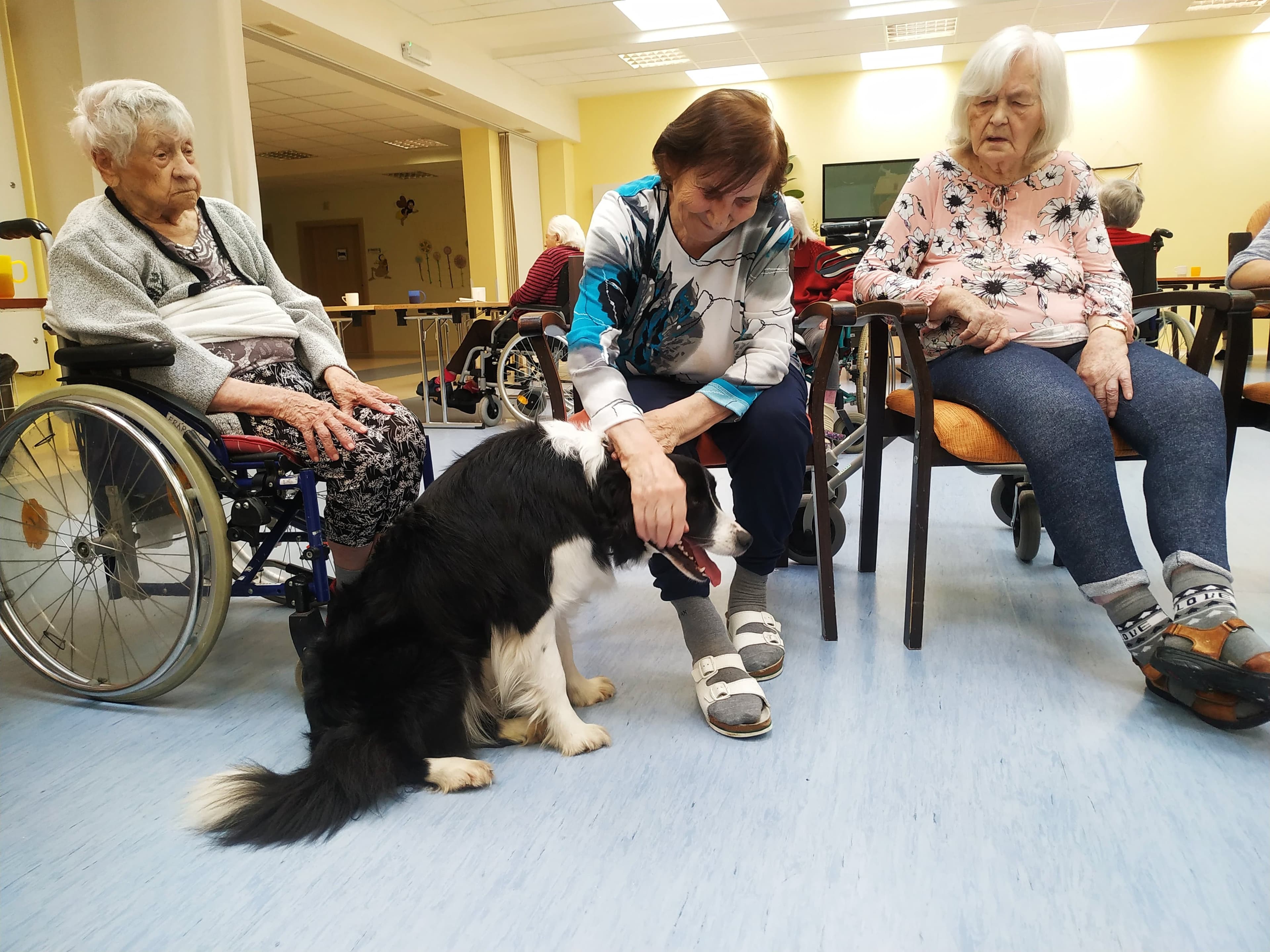 Zvířecí návštěvy 2024 2