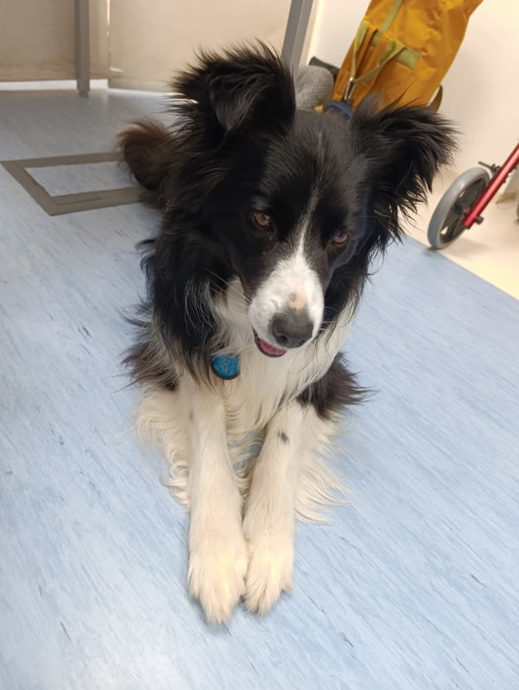 Dixie jako součást cílené aktivizace v péči o seniory?