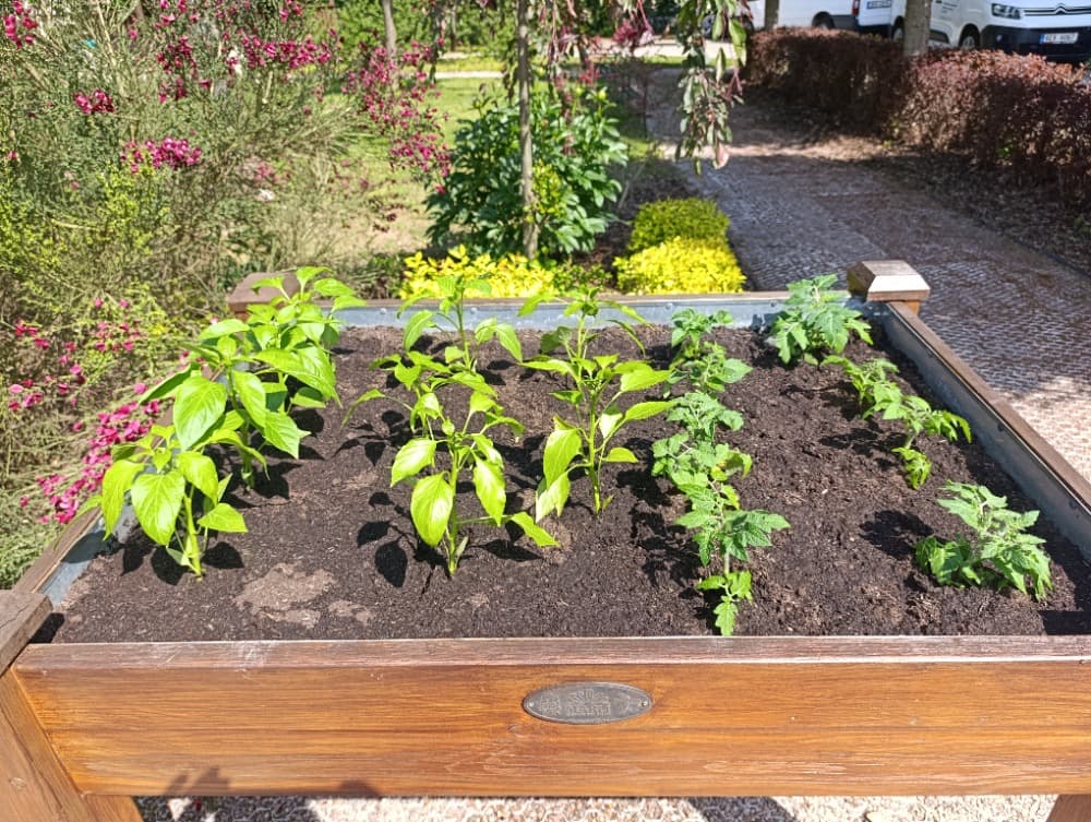 Společné sázení 🌸🍓🌿 17
