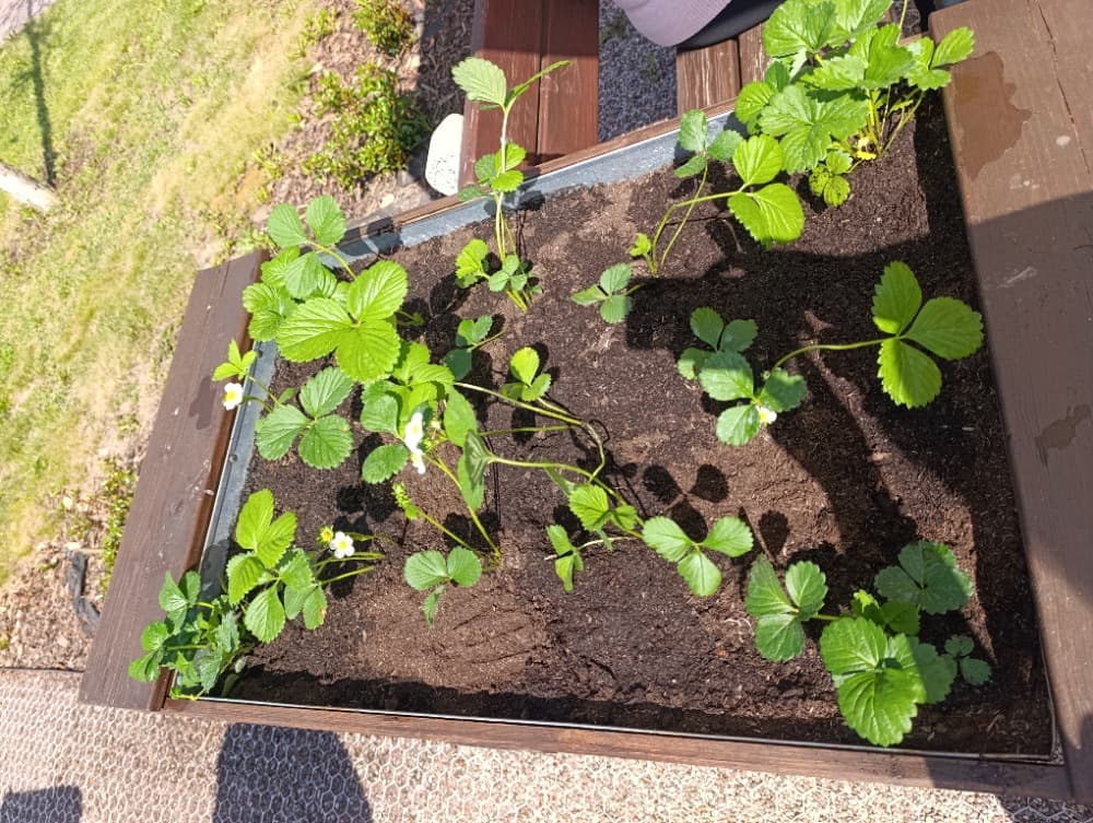 Společné sázení 🌸🍓🌿 18
