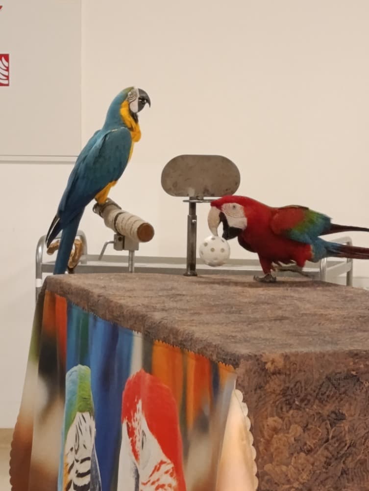 🦜Papoušci 🦜 5