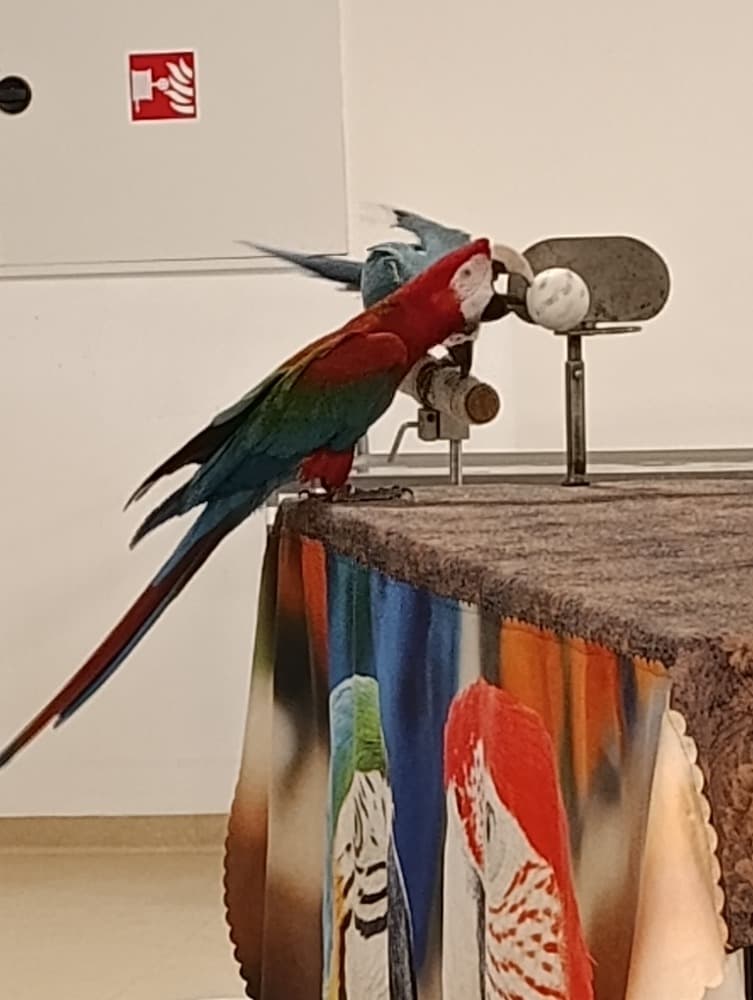 🦜Papoušci 🦜 6