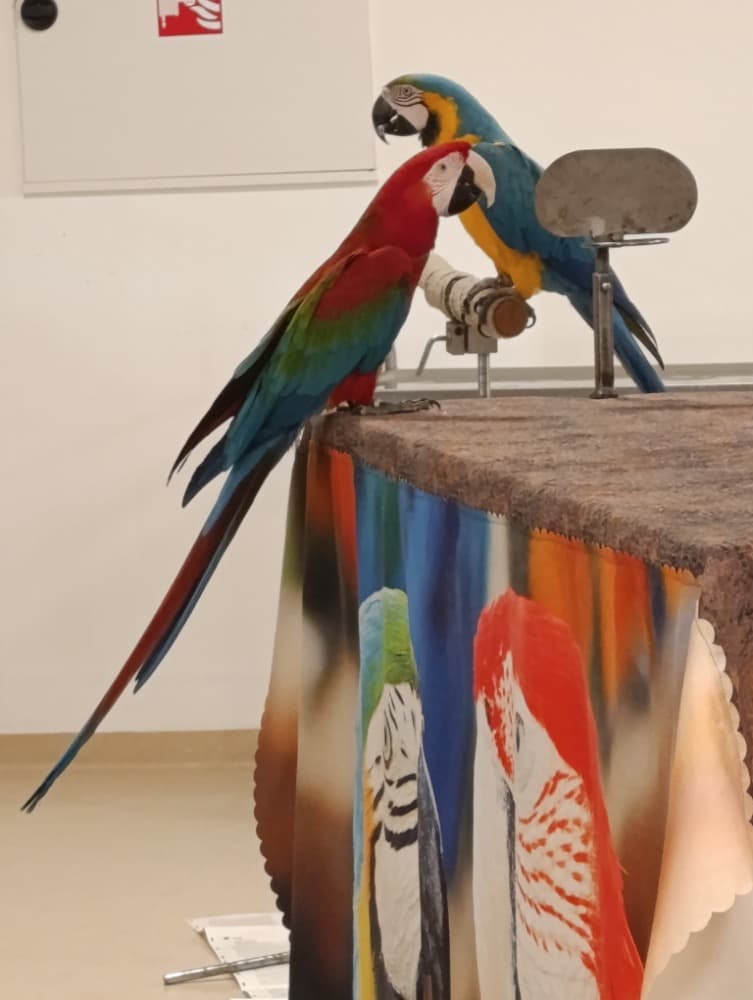 🦜Papoušci 🦜 7
