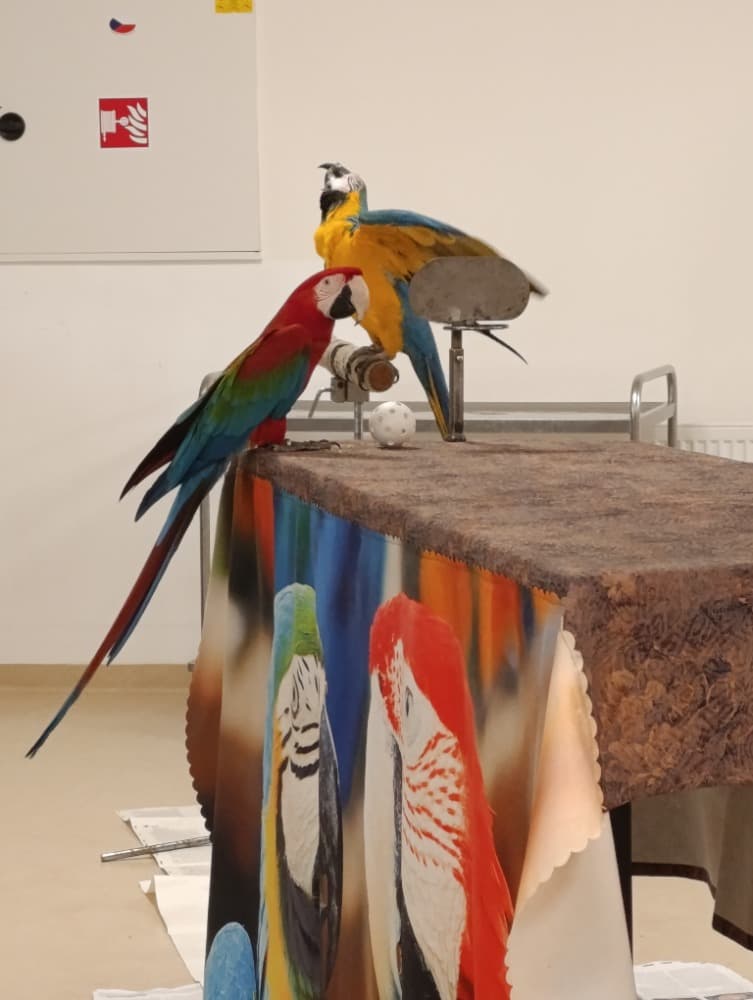 🦜Papoušci 🦜 8