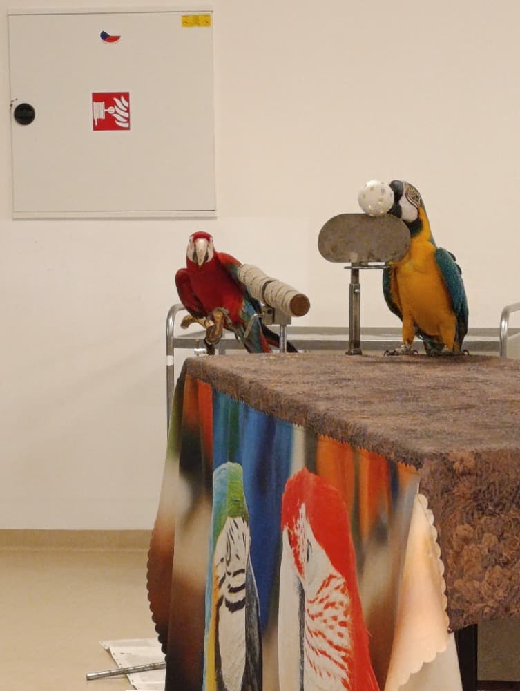 🦜Papoušci 🦜 9