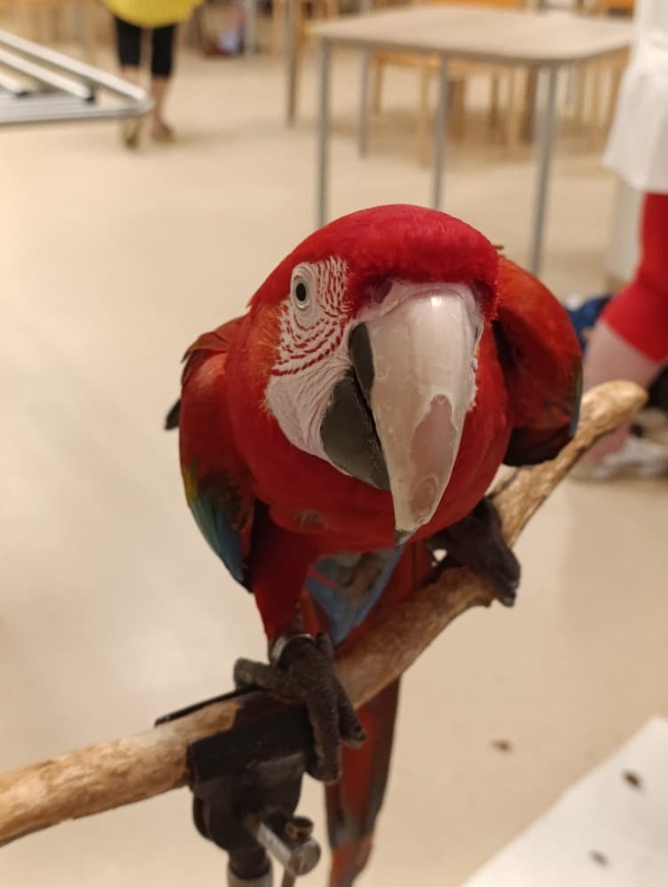 🦜Papoušci 🦜 16