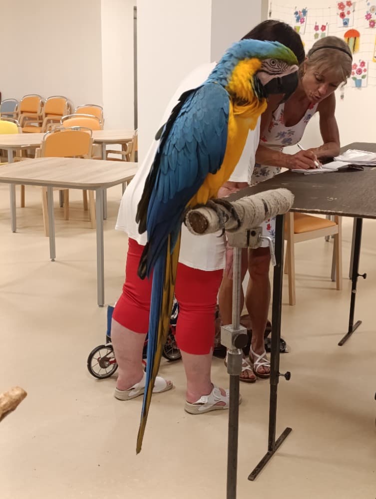 🦜Papoušci 🦜 17