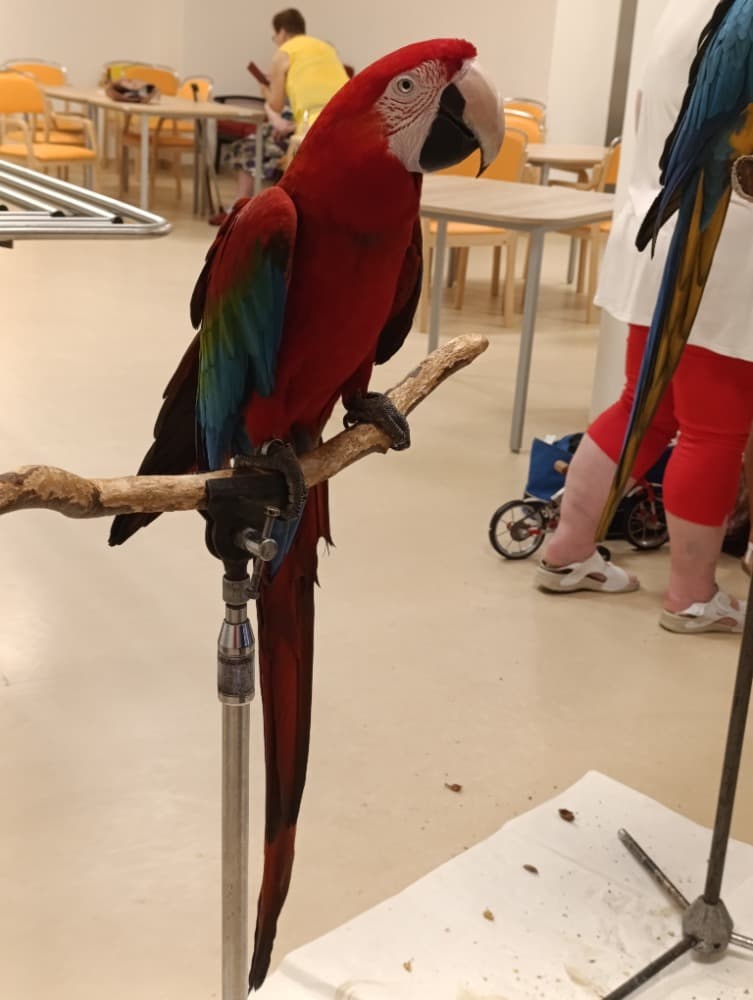 🦜Papoušci 🦜 18