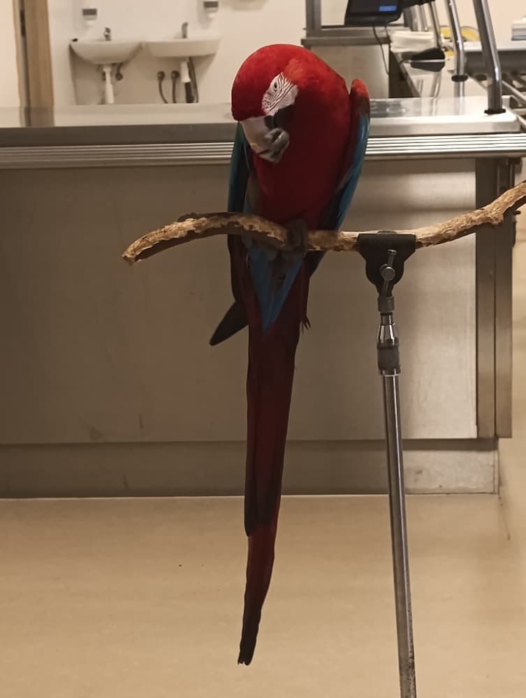 🦜Papoušci 🦜 21