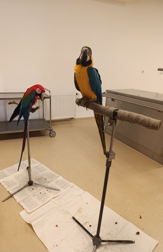 🦜Papoušci 🦜 23