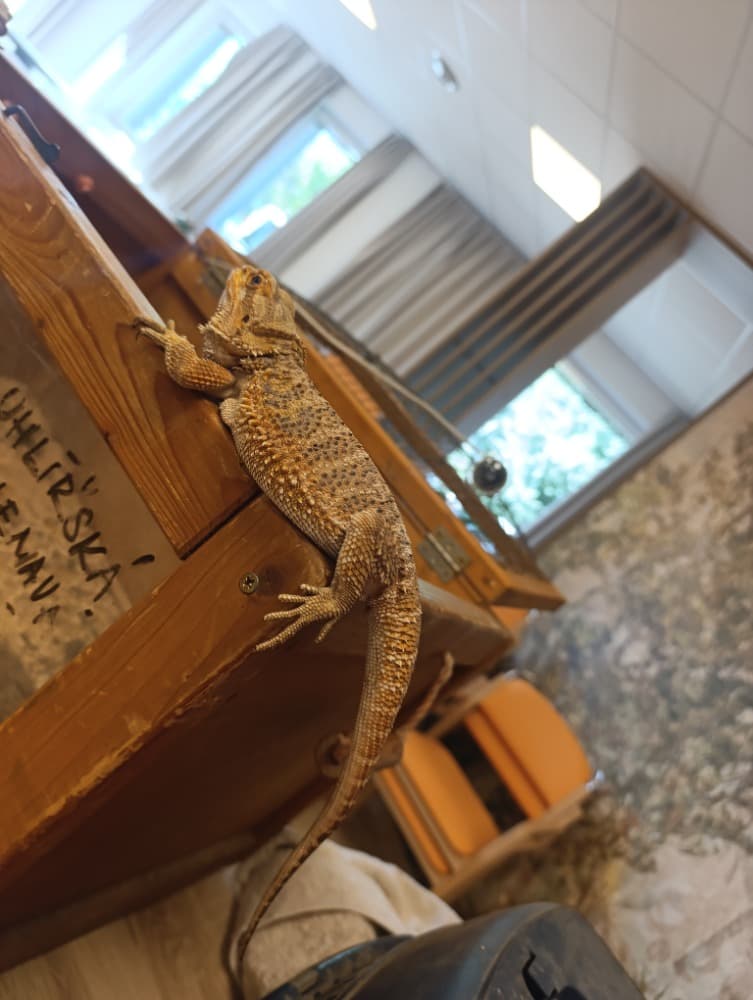 🦎 🦔 🐢 MINIZOO 🐍 🦨 🐕 7